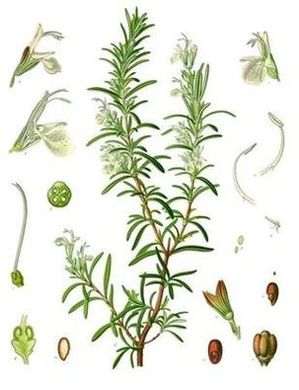 Rozmaryn lekarski (Rosmarinus officinalis) / Źródło: Wikipedia