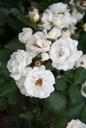 Biała róża/ Źródło: Wikipedia