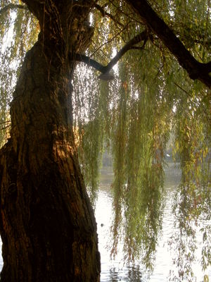 Wierzba płacząca / Źródło: Zielnik Wierzba płacząca / Źródło: Zielnik