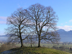 Lipa (Tilia)/ Źródło: Wikipedia Lipa (Tilia)/ Źródło: Wikipedia
