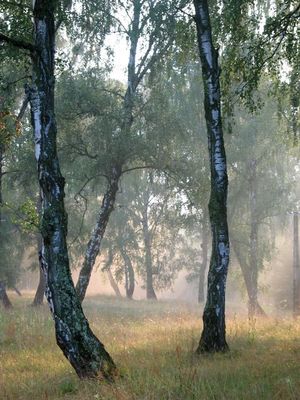 Brzoza (Betula)/ Źródło; Wikipedia Brzoza (Betula)/ Źródło; Wikipedia