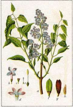 Bez lilak (Syringa vulgaris)/ Źródło : Wikipedia