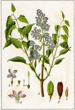 Bez lilak (Syringa vulgaris)/ Źródło : Wikipedia Bez lilak (Syringa vulgaris)/ Źródło : Wikipedia