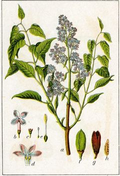 Bez lilak (Syringa vulgaris)/ rdo : Wikipedia