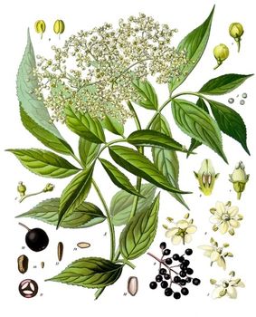 Bez czarny (Sambucus nigra) /rdo: Wikipedia