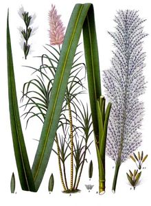 Trzcina cukrowa ( Saccharum officinarum)/ Źródło: Wikipedia