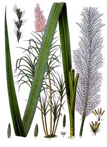 Trzcina cukrowa ( Saccharum officinarum)/ Źródło: Wikipedia Trzcina cukrowa ( Saccharum officinarum)/ Źródło: Wikipedia