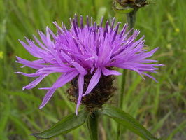 Chaber kowy (Centaurea jacea)/ rdo: Wikipedia