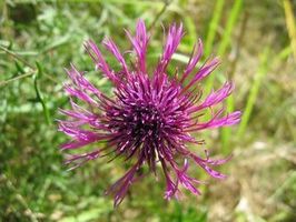 Chaber driakiewnik (Centaurea scabiosa)/ Źródło: Wikipedia