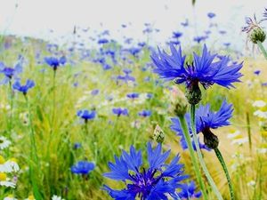 Chaber bławatek (Centaurea cyanus) / Źródło: Wikipedia Chaber bławatek (Centaurea cyanus) / Źródło: Wikipedia
