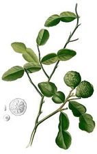 Papeda (Citrus hystrix )/ Źródło: Wikipedia