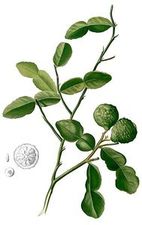 Papeda (Citrus hystrix )/ Źródło: Wikipedia Papeda (Citrus hystrix )/ Źródło: Wikipedia