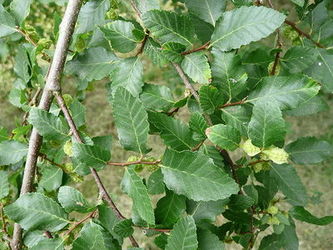 Bukan (Nothofagus obliqua)Źródło: Wikipedia Bukan (Nothofagus obliqua)Źródło: Wikipedia
