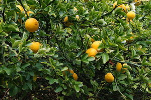 Poncyria trójlistkowa (Poncirus trifoliata)/ Źródło: Wikipedia Poncyria trójlistkowa (Poncirus trifoliata)/ Źródło: Wikipedia