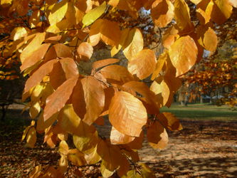 Buk zwyczajny (Fagus sylvatica)/ rdo: Zielnik