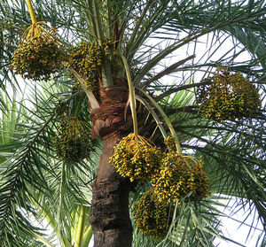 Daktylowiec właściwy (Phoenix dactylifera)/Źródło: Wikipedia Daktylowiec właściwy (Phoenix dactylifera)/Źródło: Wikipedia