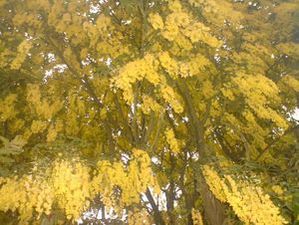 Złotokap zwyczajny (Laburnum anagyroides )/ Źródło: Wikipedia Złotokap zwyczajny (Laburnum anagyroides )/ Źródło: Wikipedia
