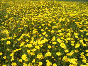 Złocień (Chrysanthermum) / Źródło: Wikipedia Złocień (Chrysanthermum) / Źródło: Wikipedia