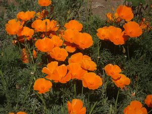 Pozłotka kalifornijska (Eschscholzia californica)/ Źródło: Wikipedia