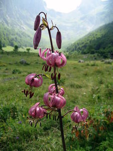 Lilia złotogłów (Lilium martagon)/ Źródło: Wikipedia Lilia złotogłów (Lilium martagon)/ Źródło: Wikipedia