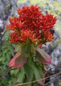 Różeniec górski (Rhodiola rosea)/ Źródło: Wikipedia