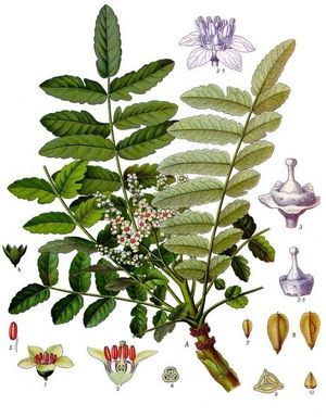 Kadzidłowiec Cartera (Boswellia sacra)/ Źródło: Wikipedia Kadzidłowiec Cartera (Boswellia sacra)/ Źródło: Wikipedia