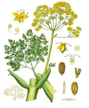 Zapaliczka (Ferula gumosa)/ rdo: Wikipedia