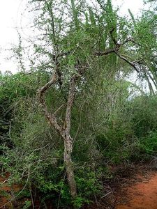 Balsamowiec (Commiphora simplicifolia)/ Źródło: Wikipedia