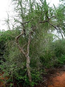 Balsamowiec (Commiphora simplicifolia)/ rdo: Wikipedia