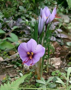 Krokus siewny (Crocus sativus)/Źródło: Wikipedia Krokus siewny (Crocus sativus)/Źródło: Wikipedia