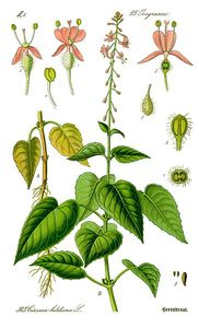 Czartawa pospolita (Circaea lutetiana)/ Źródło: Wikipedia
