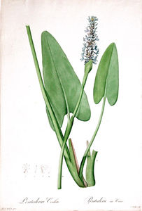 Rozpław sercowaty (Pontederia cordata)/Źródło: Wikipedia