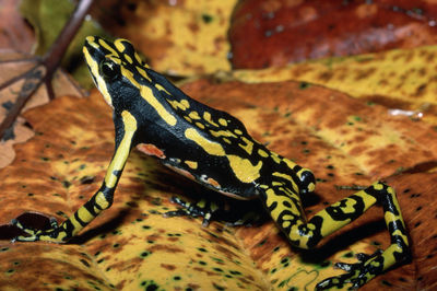 Kolorowa ropucha Atelopus/ © Corbis Kolorowa ropucha Atelopus/ © Corbis