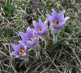 Sasanka (Pulsatilla grandis)/ Źródło: Wikipedia Sasanka (Pulsatilla grandis)/ Źródło: Wikipedia