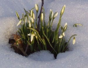 Śnieżyczka przebiśnieg (Galanthus nivalis) / Źródło: Wikipedia
