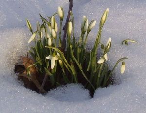 Śnieżyczka przebiśnieg (Galanthus nivalis) / Źródło: Wikipedia Śnieżyczka przebiśnieg (Galanthus nivalis) / Źródło: Wikipedia