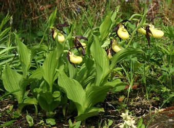 Obuwik pospolity (Cypripedium calceolus)/ Źródło: Wikipedia Obuwik pospolity (Cypripedium calceolus)/ Źródło: Wikipedia