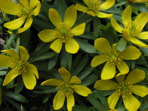 Rannik zimowy (Eranthis hyemalis)/ Autor: Paweł Kalinowski Rannik zimowy (Eranthis hyemalis)/ Autor: Paweł Kalinowski