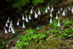 Zimoziół północny (Linnaea borealis)/ Źródło: Wikipedia Zimoziół północny (Linnaea borealis)/ Źródło: Wikipedia