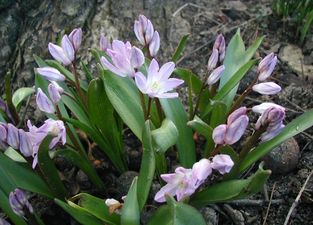 Śnieżnik lśniący (Chionodoxa luciliae) /Źródło: Wikipedia Śnieżnik lśniący (Chionodoxa luciliae) /Źródło: Wikipedia