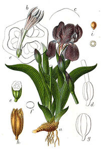 Kosaciec bezlistny( Iris aphylla)/ Źródło: Wikipedia