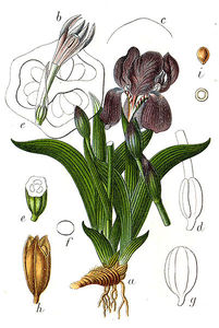 Kosaciec bezlistny( Iris aphylla)/ rdo: Wikipedia