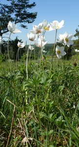Zawilec wielkokwiatowy inaczej leśny (Anemone sylvestris)/ Źródło: Wikipedia   