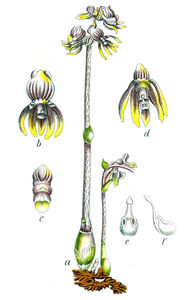 Storzan bezlistny (Epipogium aphyllum)/ Źródło: Wikipedia