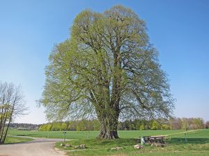 Lipa szerokolistna - pokrój drzewa / Źródło: Wikipedia
