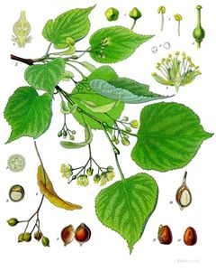 Lipa drobnolistna (Tilia cordata)/ Źródło: Wikipedia