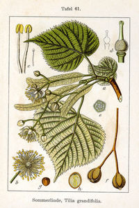 Lipa szerokolistna (Tilia platyphyllos)/ Źródło: Wikipedia