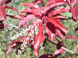 Kwaśnodrzew (Oxydendron arboreum)/ Źródło: Wikipedia