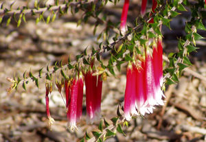 Nastrosz (Epacris longiflora)/ Źródło: Wikipedia