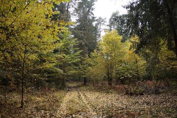 Puszcza Białowieska jesienią / Źródło; Wikipedia Puszcza Białowieska jesienią / Źródło; Wikipedia